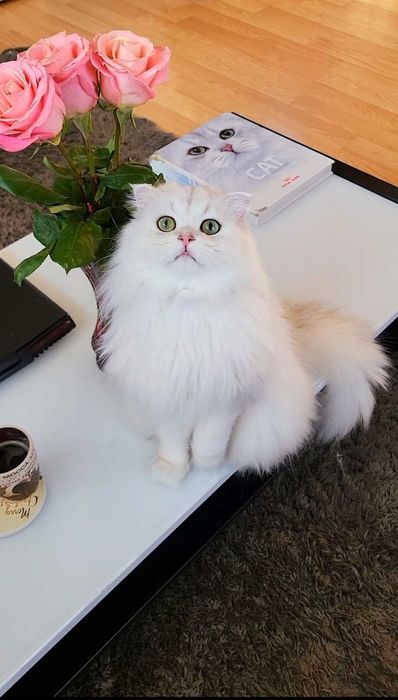 Scottish straight longhair pedigreecu un farmec rar