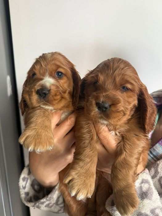 Cocker Spaniel fetita si baiat
