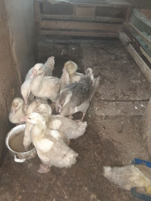 Продам гусят домашних.