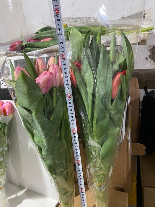 Тюльпаны оптом или в розницу