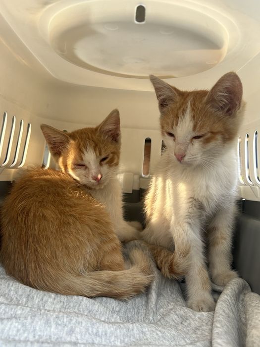 котята крысоловы
