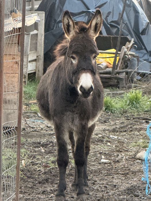 Magar tanar invatat la oi