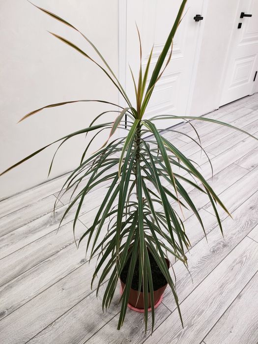 Шикарные растения. доставка