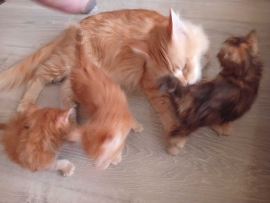 Бронь котят Мейн-кунов.