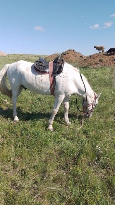 Продам лошадь, ат, мерин