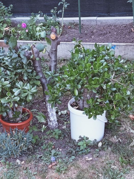 Planta de jad (Crassula Ovata)