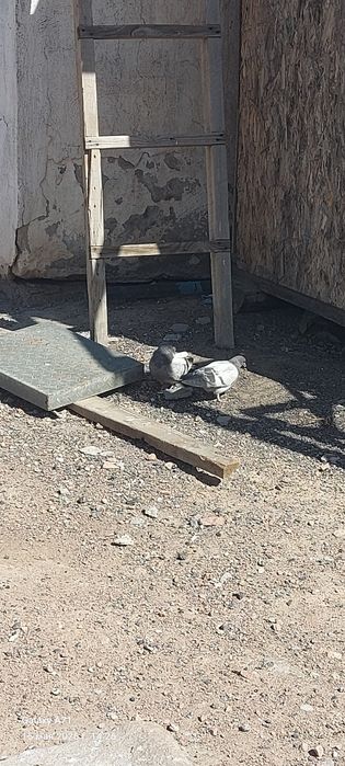 Голуби бабочки недорого.