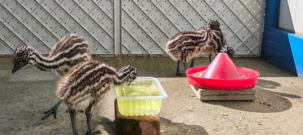 Vând pui de struț australian Emu