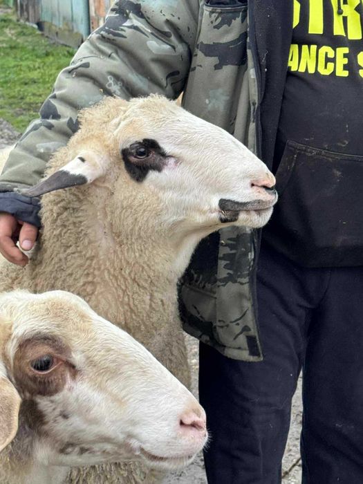 Продавам коч на първо мърливо