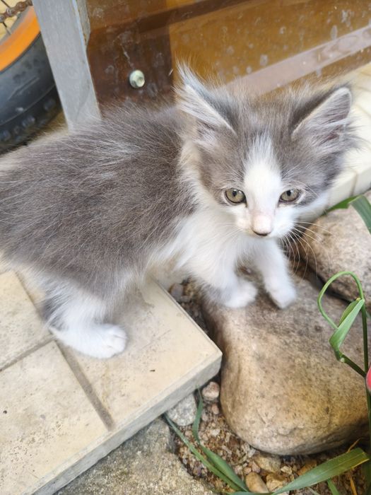 Крысыловы котята и кошка.