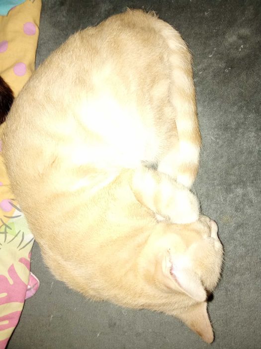 Котенца от Каварна тирсят дом