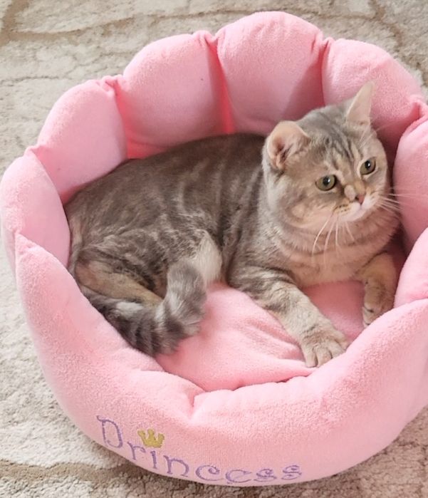 British shorthait tobby