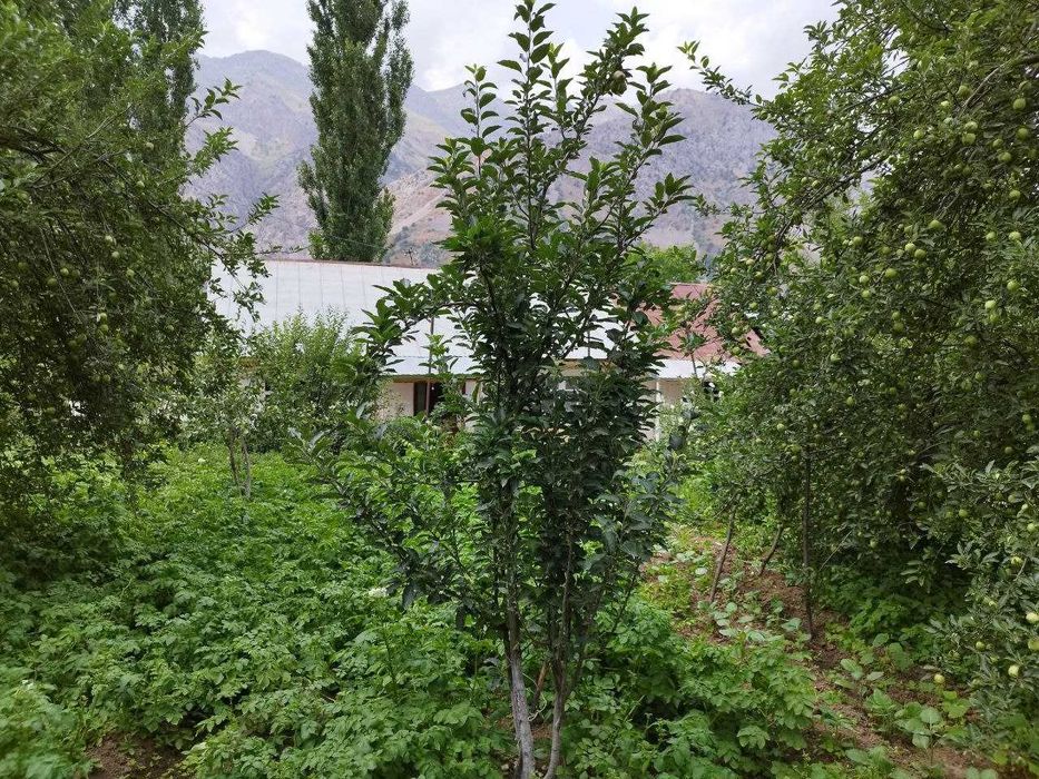 Дача 6 сот в горах {Испай}