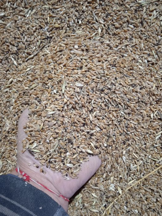 Овёс отходы отруби