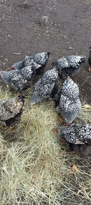 Ouă de incubat Wyandotte argintiu,roșu ,GSG ,splash și araucana.