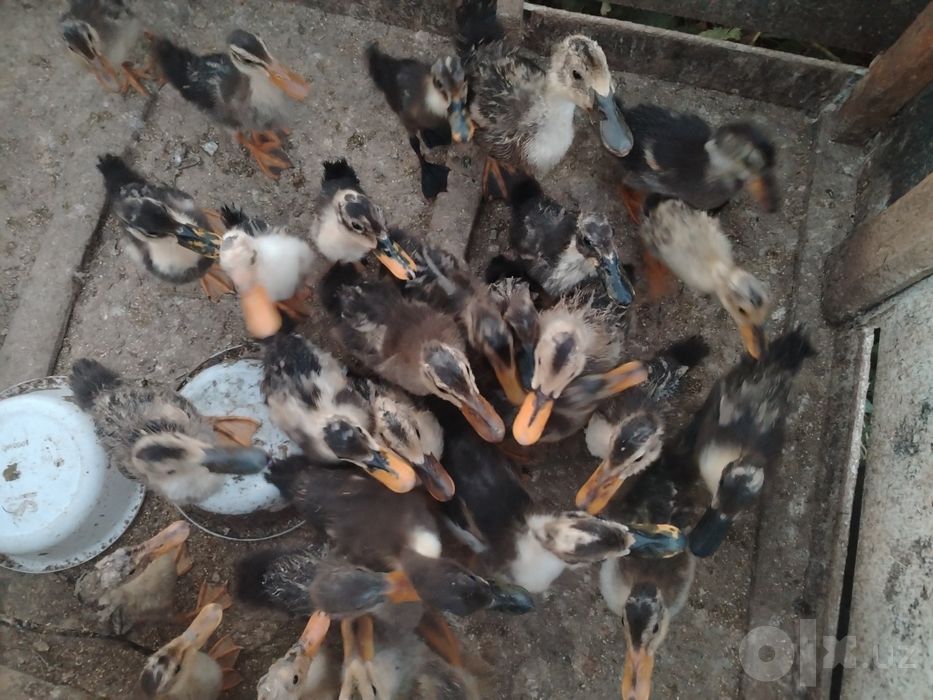 Урдаклар сотилади