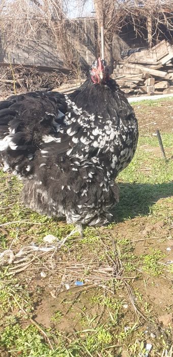 Продаётся кохинхин