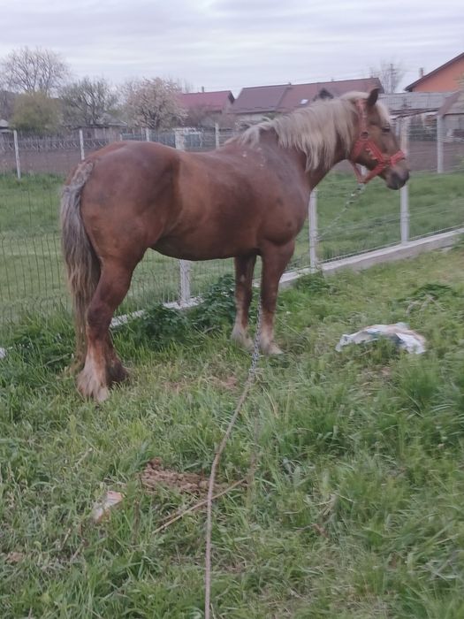 Iapa de vanzare,