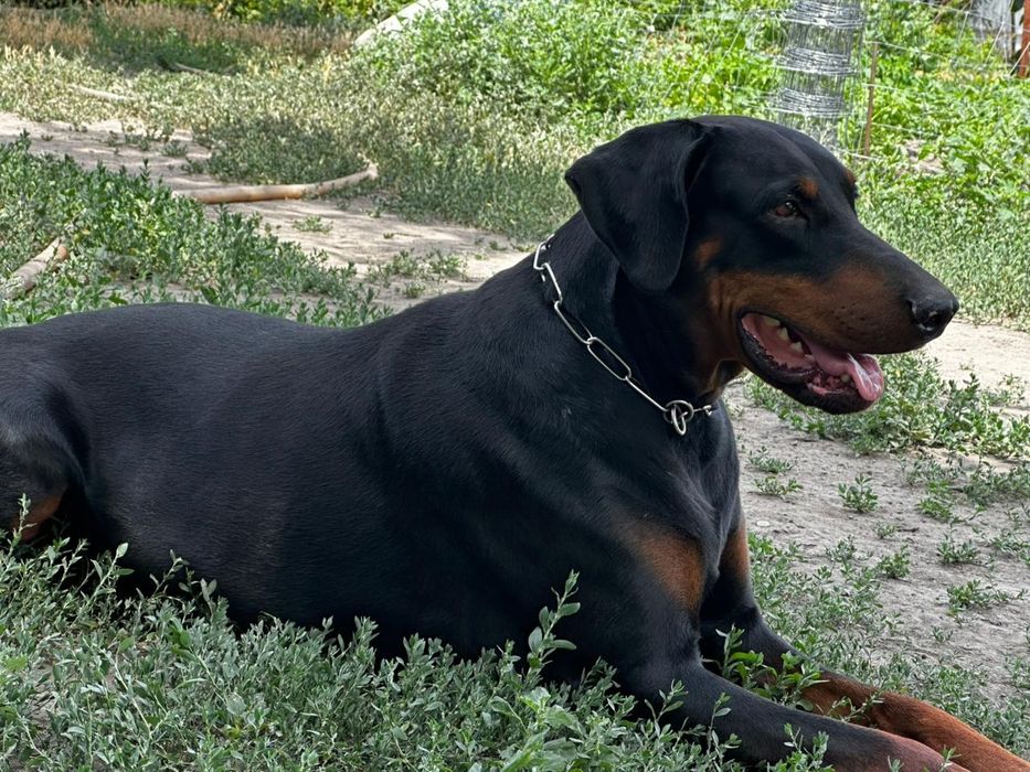 Элитные щенки Доберман