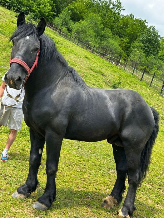 Vand  Armăsar de monta  negru an voastră de 4 ani cu acte