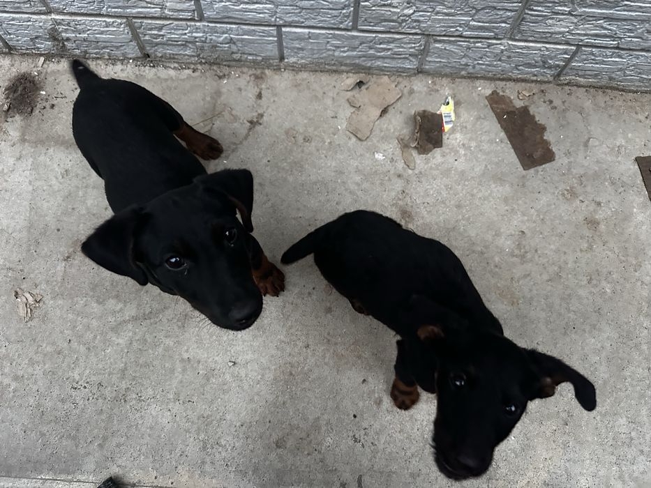 щенки ягдтеррьер