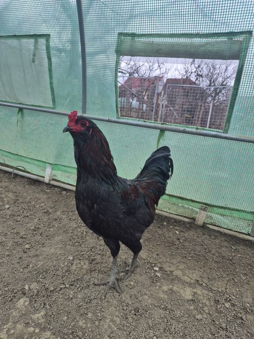 Vând 2 cocoși ameraucana din 2025
