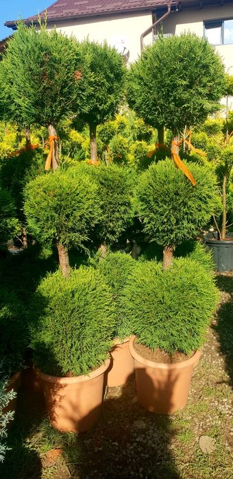 Vindem pon pon din leylandy calitate extra diferite dimensiuni