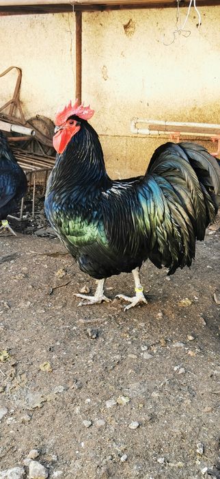 Разплодни яйца от черен австралорп .