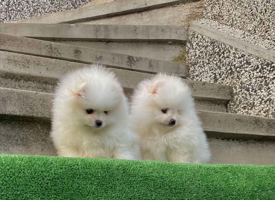 Померан померани мини