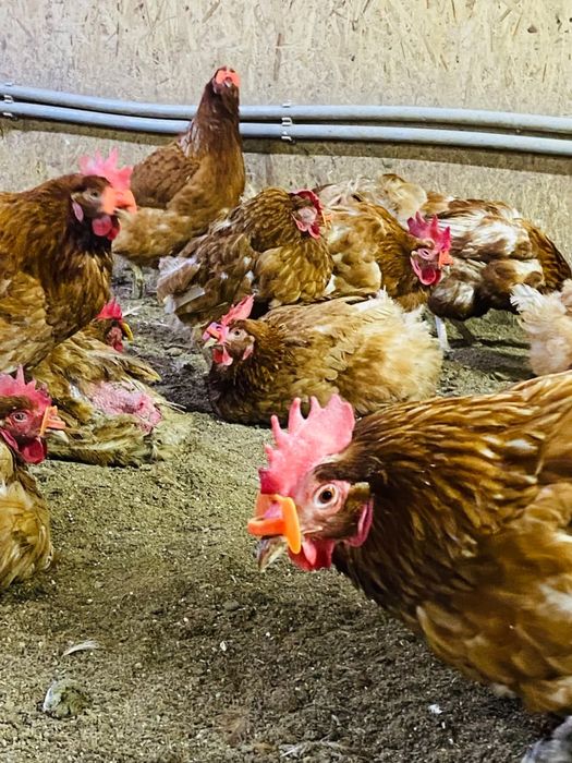 Здравствуйте продаю курицы