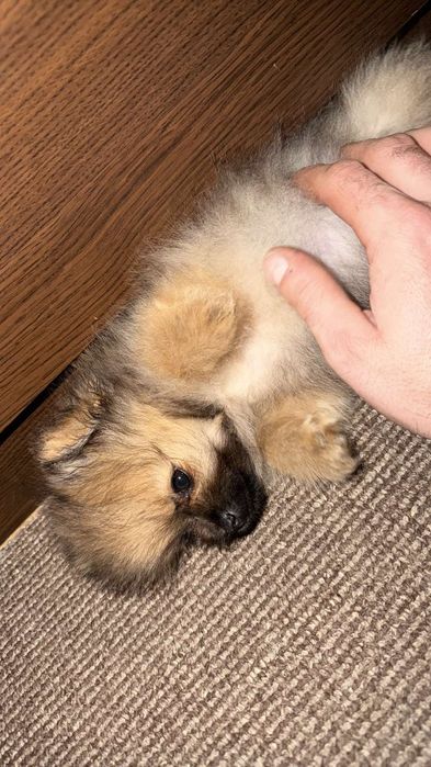 Продавам мини померан