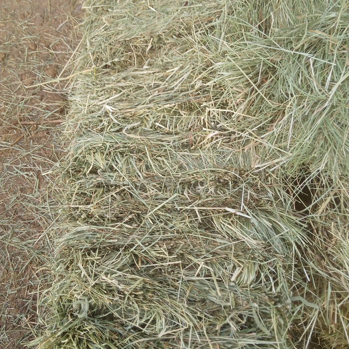 Сено луговое зелёный