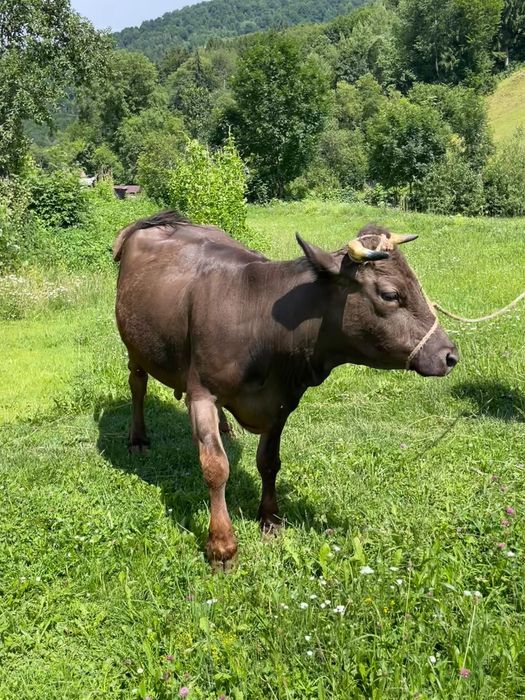 Vacă gestantă de vânzare în 40 săptămâni,are 5 ani