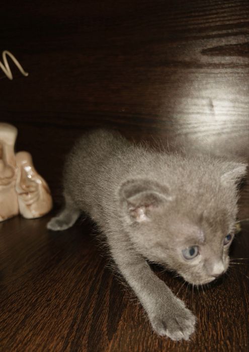 котята,веслоухие
