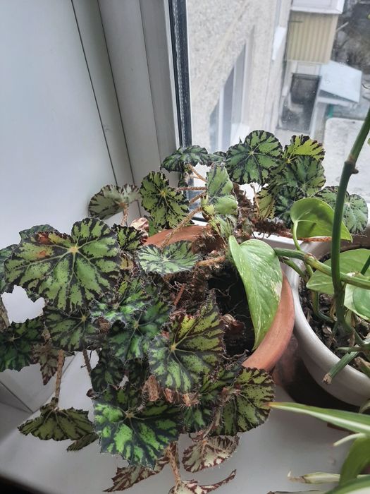 Продам цветы разные