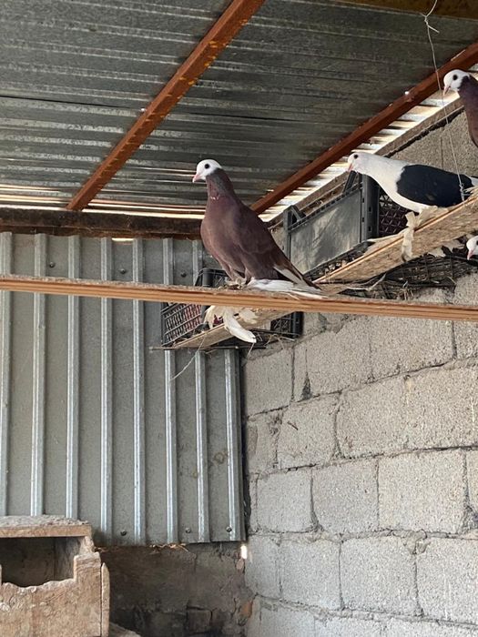 Голуби албаши голубки молодые