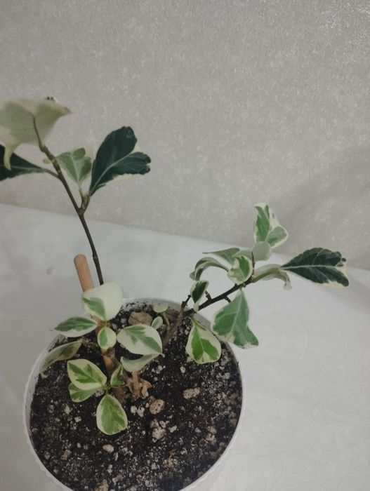 Фикусы разных сортов, район Евразии