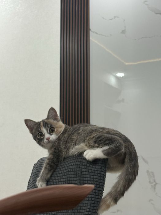 Кошка в хорошие руки