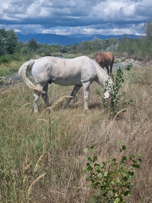 Vând cal în vârstă de 12 ani
