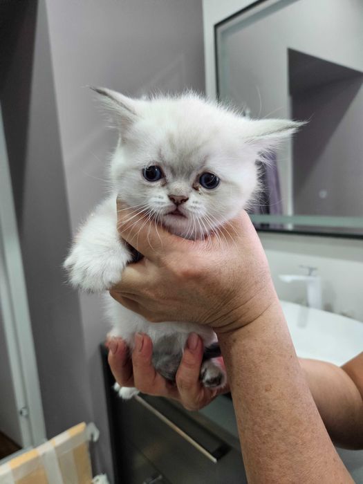 Котята британские короткошерстные