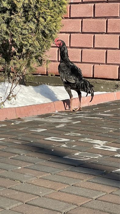 Дакан Шамо-Кореец Июньский