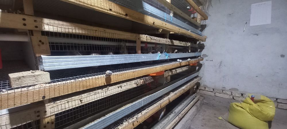 Тайёр (бедана ферма) бизнес сотилади