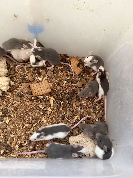 Vand soareci si sobolani de companie