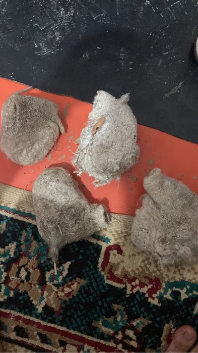 Куркылтайдын уясы