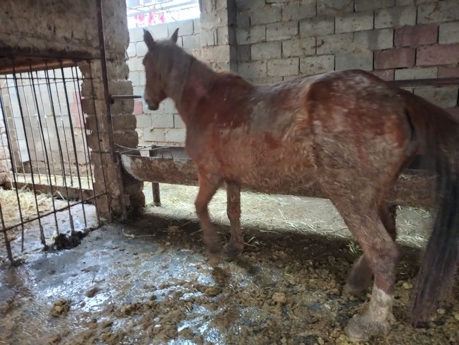 Буаз биелер сатылады