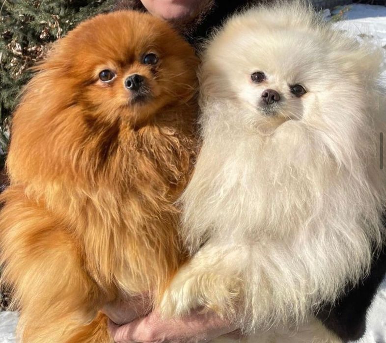 Кукольный мальчик померанского шпица