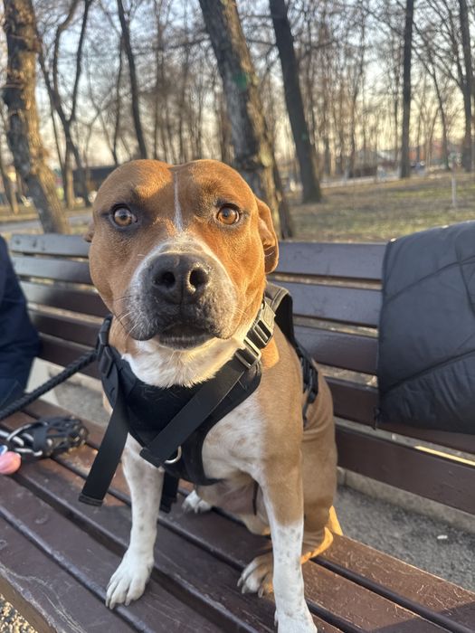 Ищем сучку для вязки