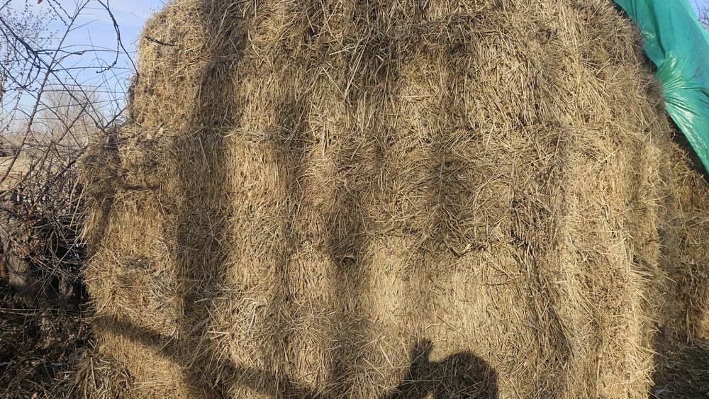 Продам сено люцерню в тюках