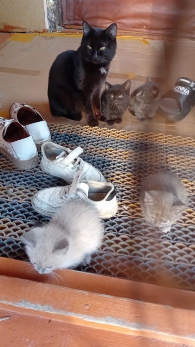 Отдам  котят даром..кошечки и котики