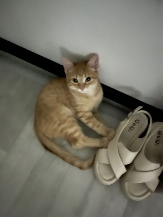 Отдам милого котенка